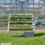 hydroponisches-system-pflanzen Hydroponisches System mit Pflanzen