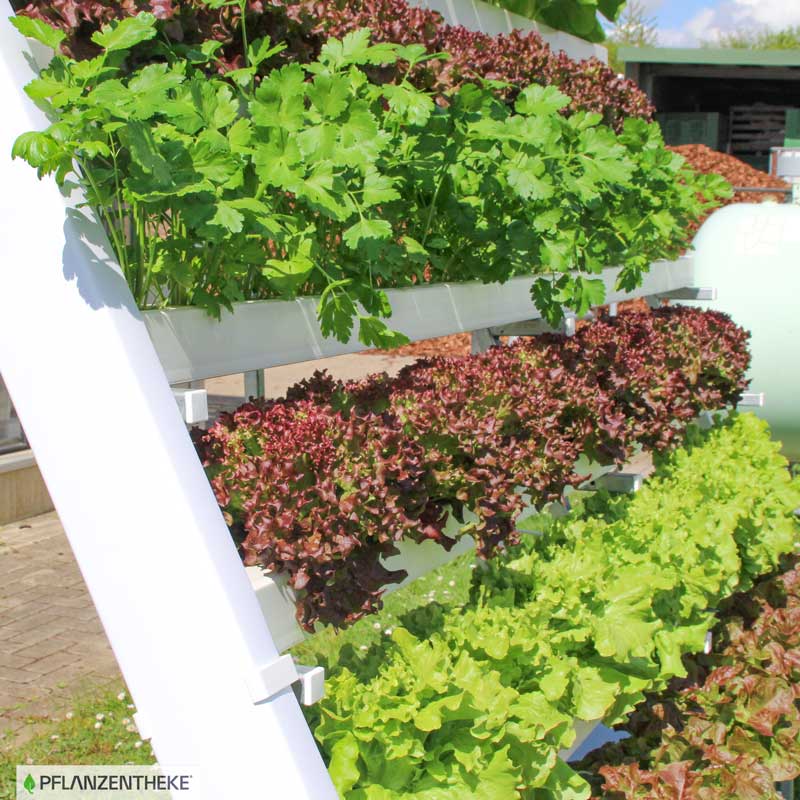 pflanzen-selbstversorgung Pflanzen in Hydroponik zur Selbstversorgung